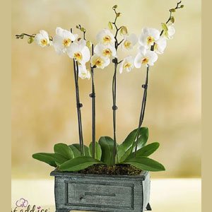 Rustic White Orchid Garden
